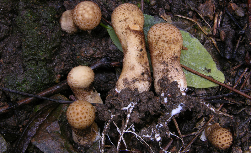 Scavando nell''archivio....